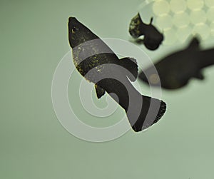Fish black Molly in swimming in exotic aquarium