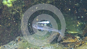 Fish of the Black Sea. Black Sea big-scale sand smelt Atherina pontica