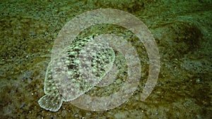 Fish of the Black Sea. Flat fish Sand sole Pegusa lascaris , similar to sand, slowly floats and lies at the bottom