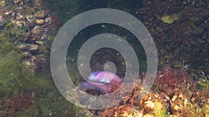 Fish of the Black Sea, Roche`s snake blenny Ophidion rochei .Actinopterygii