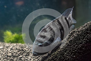 Fish with black stripes. Big beautiful fish underwater. Pets in the aquarium. Large fins, tail and scales. Cichlid in its natural