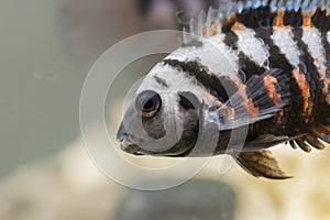 Fish with black stripes. Big beautiful nigrofasciata underwater. Pets in aquarium. Large fins, tail and scales. Cichlasoma