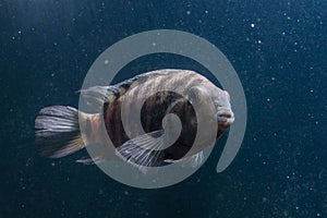 Fish with black stripes. Big beautiful fish underwater. Pets in the aquarium. Large fins, tail and scales. Cichlid in its natural photo
