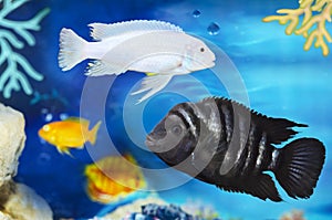 Fish with black stripes Cichlasoma nigrofasciatum, on a defocused background of different fish. Selective focus