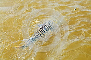 Fish with black stripes known as Cachara