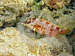 Fish : Blacktip grouper photo