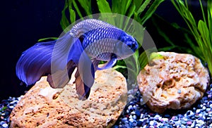 Fish Blue