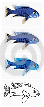Fish-blue-ahli