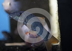 Fish blue Botia swimming in freshwater aquarium