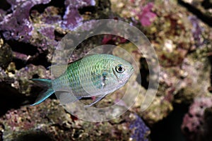 Fish, blue green chromis - chromis viridis photo