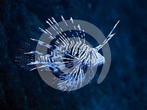 Fish blue Pterois volitans at the deep ocean close up view from right side