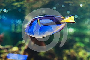 Fish blue surgeonfish paracanthurus hepatus