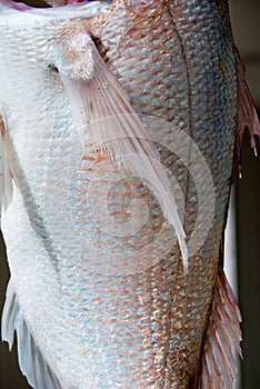 Fish body