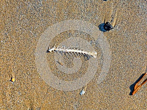 Fish bone on wet sand thrown out by the sea wave