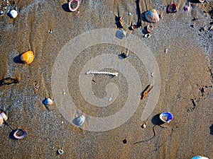 Fish bone on wet sand thrown out by the sea wave