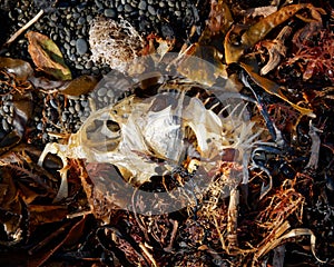 Fish bones, all that remain of a fish on a beach