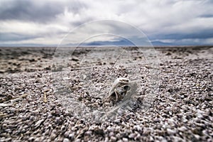 Fish Bones at Beach