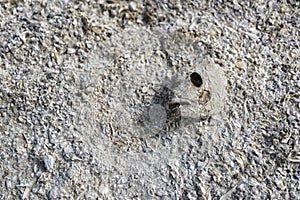 Fish Bones at Beach