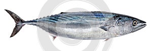 Fish bonito, isolated on white background (Sarda sarda) photo