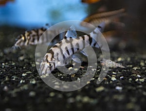 Fish Pakistani loach swimming in freswater aquarium photo