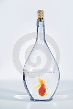 Fish in bottle