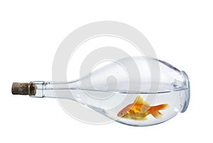 Fish in bottle