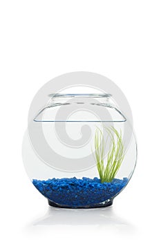 Fish Bowl