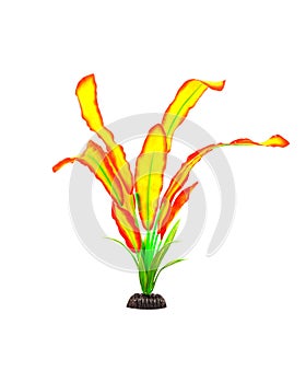 Fish bowl plants on white background