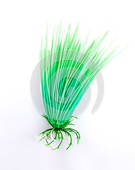 Fish bowl plants on white background