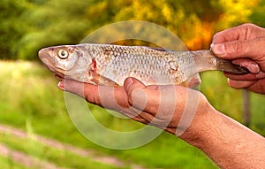 Fish Bream in Fishermen's hands nature