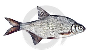 Fish bream isolated on white background