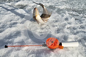 Fish bream in the snow