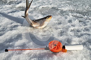 Fish bream in the snow