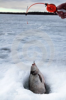 Fish bream in the snow