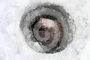 Fish bream in the snow