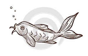 Fish breathing out bubbles, catfish or sheatfish isolated sketch photo