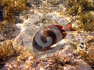 Fish : Brown surgeonfish photo