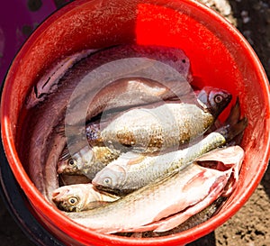 Fish in a bucket on a fishing trip