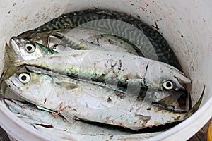 Fish in bucket