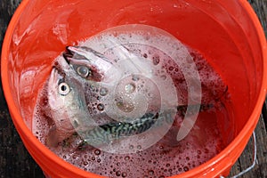 Fish in bucket