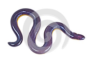 Fish caecilian