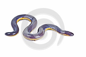 Fish caecilian