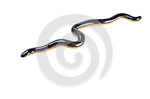 Fish caecilian