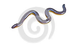 Fish caecilian