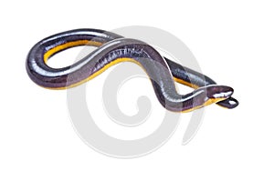 Fish caecilian