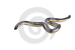 Fish caecilian