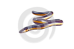 Fish caecilian