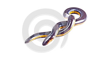 Fish caecilian