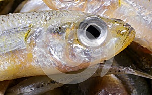 fish called sand smelt with big eye are appreciated in the mediterranean cuisine