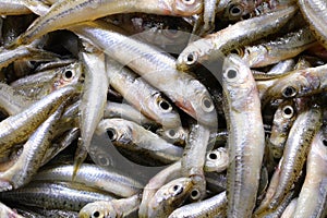 fish called  sand smelt ideal for frying in boiling olive oil